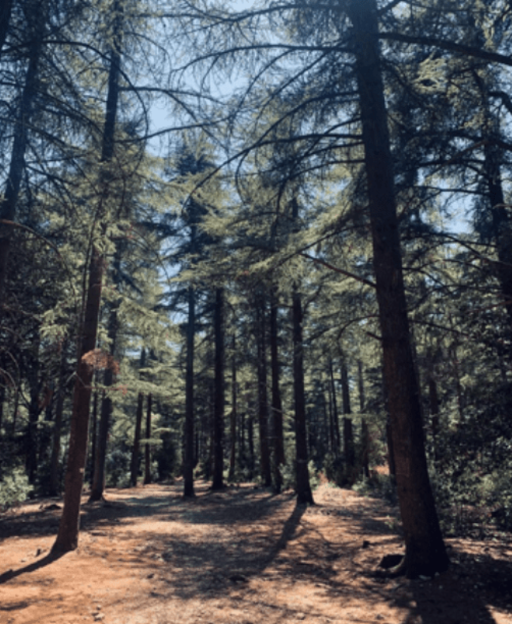 Forêt des Cèdres du Luberon.
