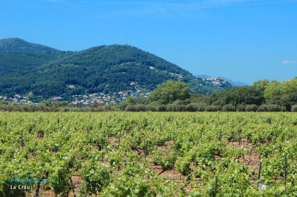 Vignoble à La Crau.