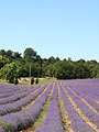 lavandes en fleurs