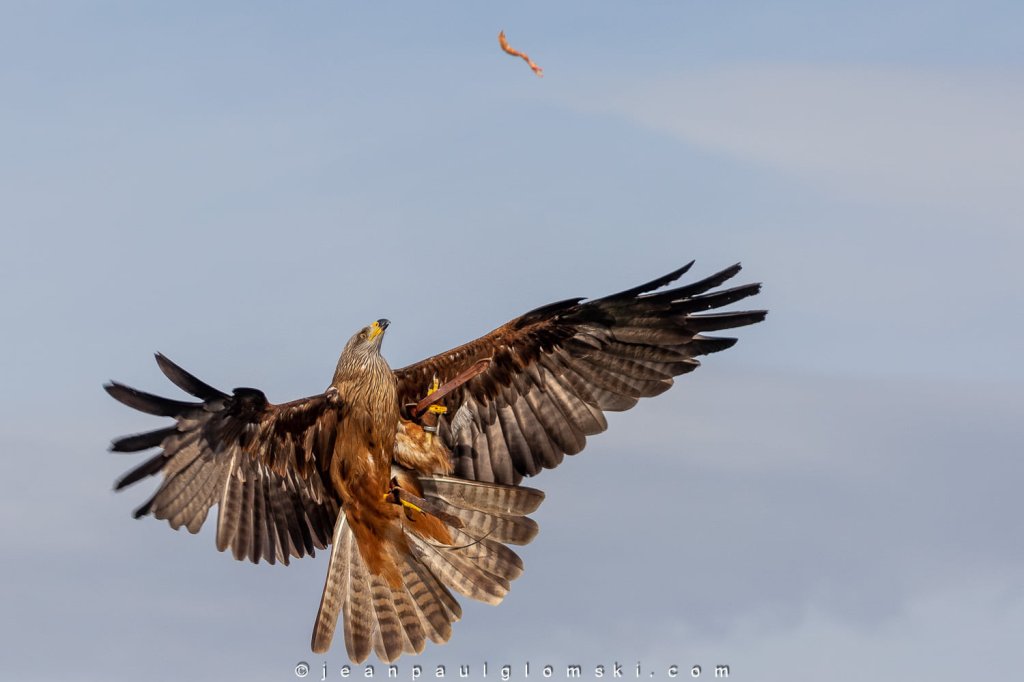 Spectacle d'oiseaux à La Barben.