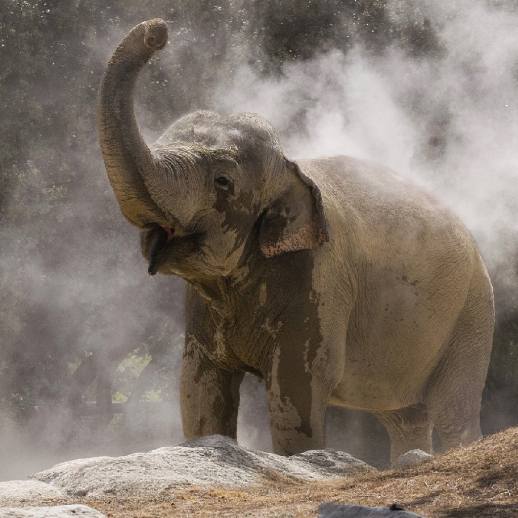 éléphant au zoo de La Barben.
