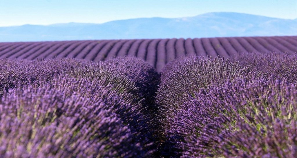 Champs de lavande à Bras d'Asse.