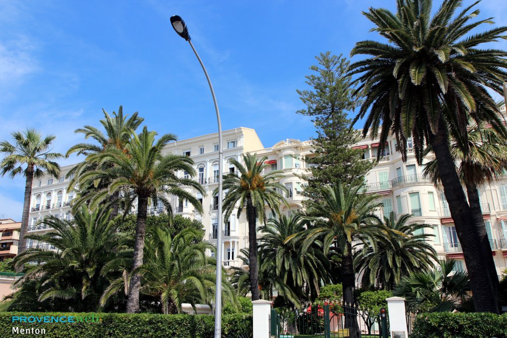 Palmiers à Menton.