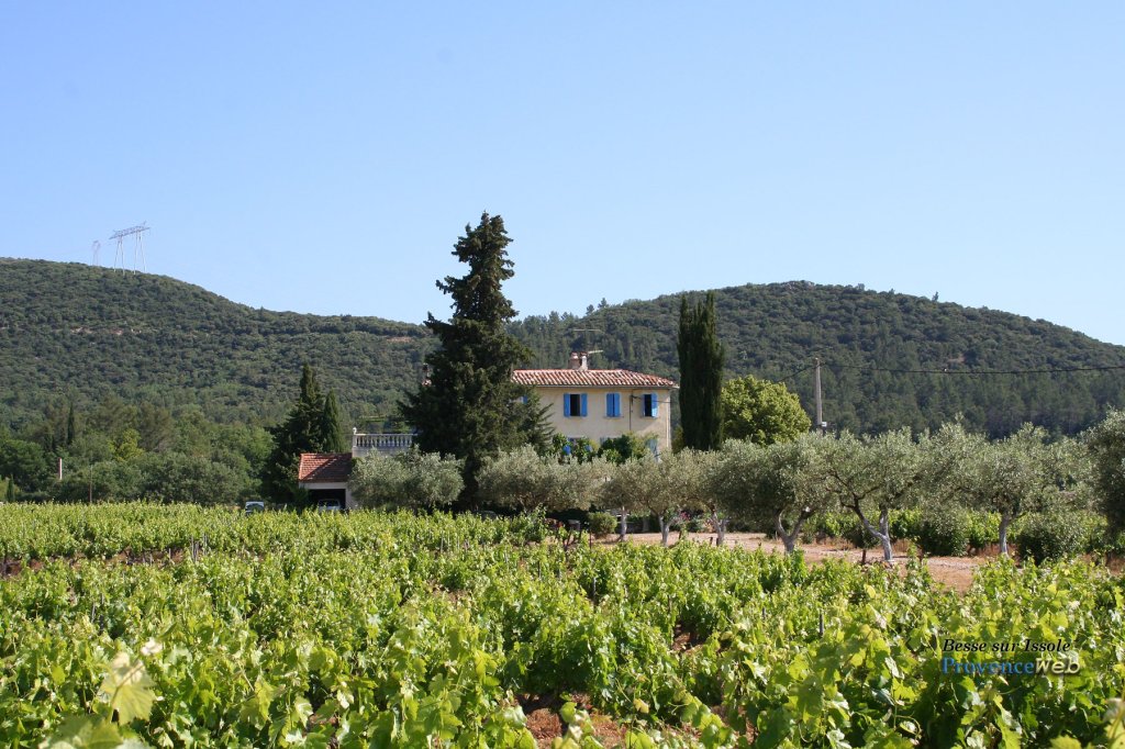 Vignoble à Besse sur Issole.
