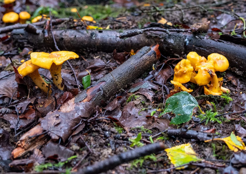 Girolles en Provence.