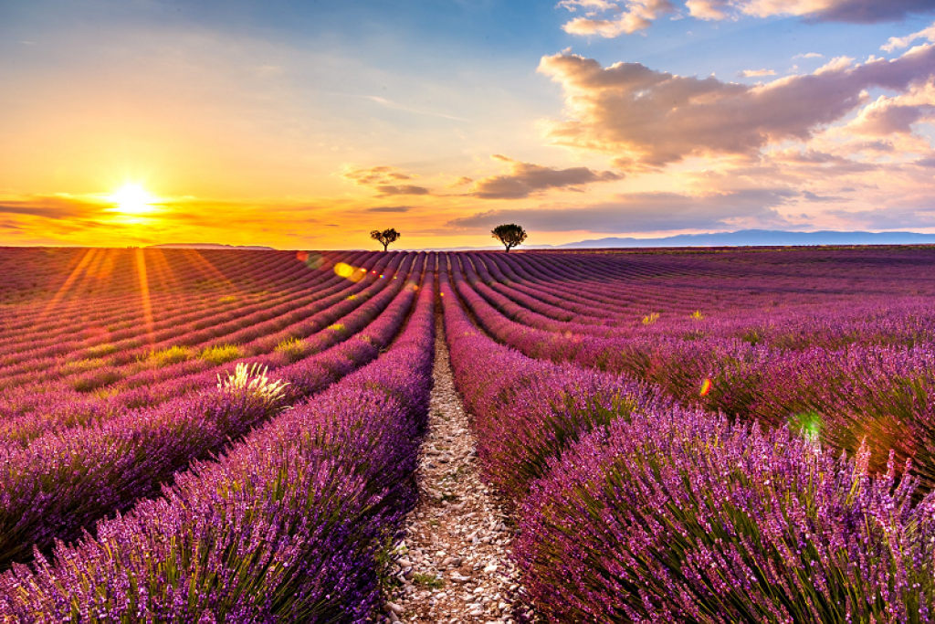 Lavande à Valensole.