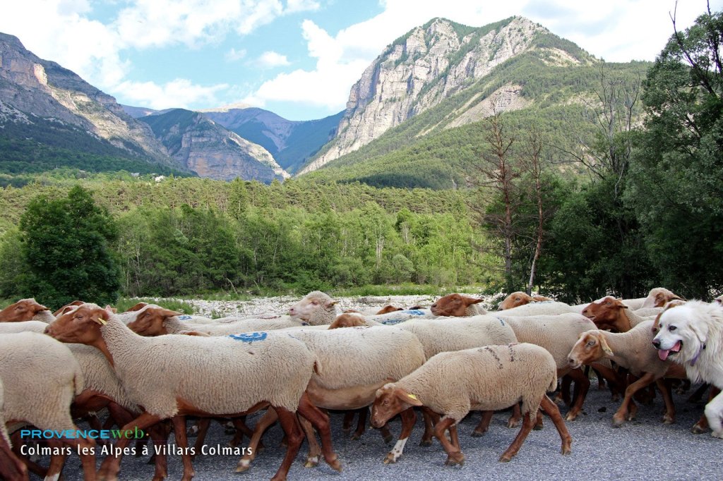 Troupeau de moutons.