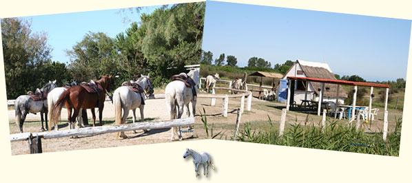 Horses an ranches in Camargue