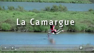Video Camargue