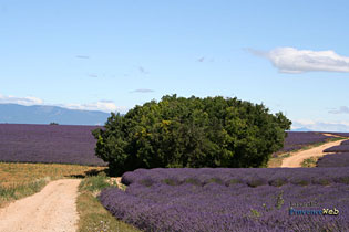 Lavender landscapes