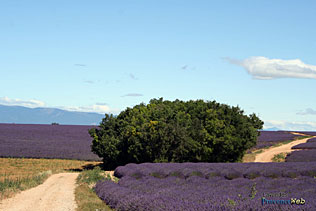 Plateau de Valensole - 17 HQ Photographs of lavender