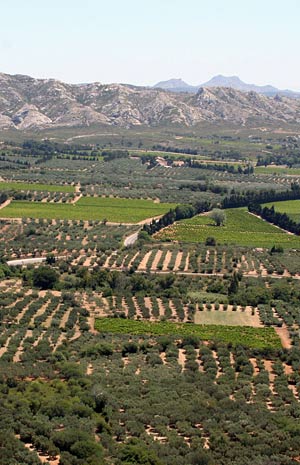 Olive trees fields in Les Baux de Provence