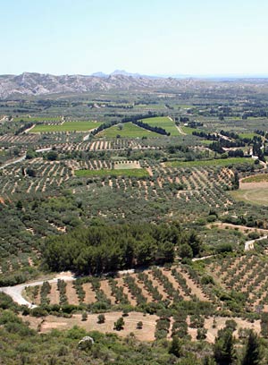 Olive trees fields in Le Baux de Provence