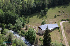 Allos, river with cows