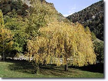 Beaujeu, weeping willow