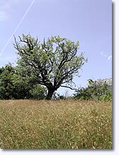 Chaudon-Norante, arbre fruitier