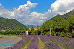 Digne les Bains, lavender and bell-tower