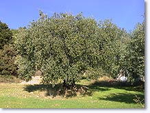 Montfort, olive trees