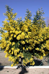 Pegomas, Mimosa tree