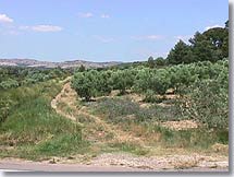 Mouries, olive trees