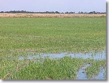 Saint Martin de Crau, the Crau delta