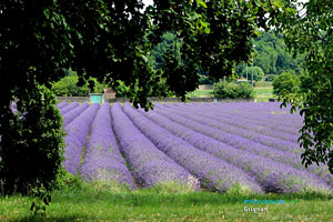 Grignan, lavender field