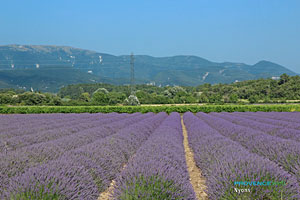 Nyons, lavender fields between Nyons and Grignan