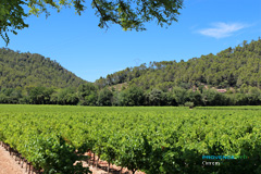 Correns, vignes