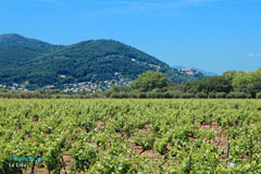 La Crau, vineyards and hills landscape