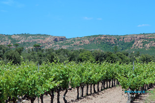 Le Muy, vignoble des Côtes de Provence