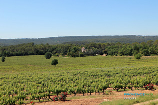 Lorgues, vineyards
