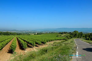 La Bastidonne, vineyards