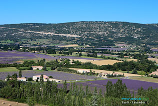 Sault, lavender fields