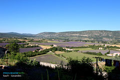 Sault, laundry drying over lavender fields