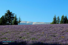 Sault, lavender field and Mont Ventoux