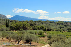 Saint Hippolyte le Graveyron, landscape of vineyards and olive groves with Mont Ventoux in the background