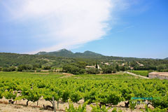 Vacqueyras, vignoble